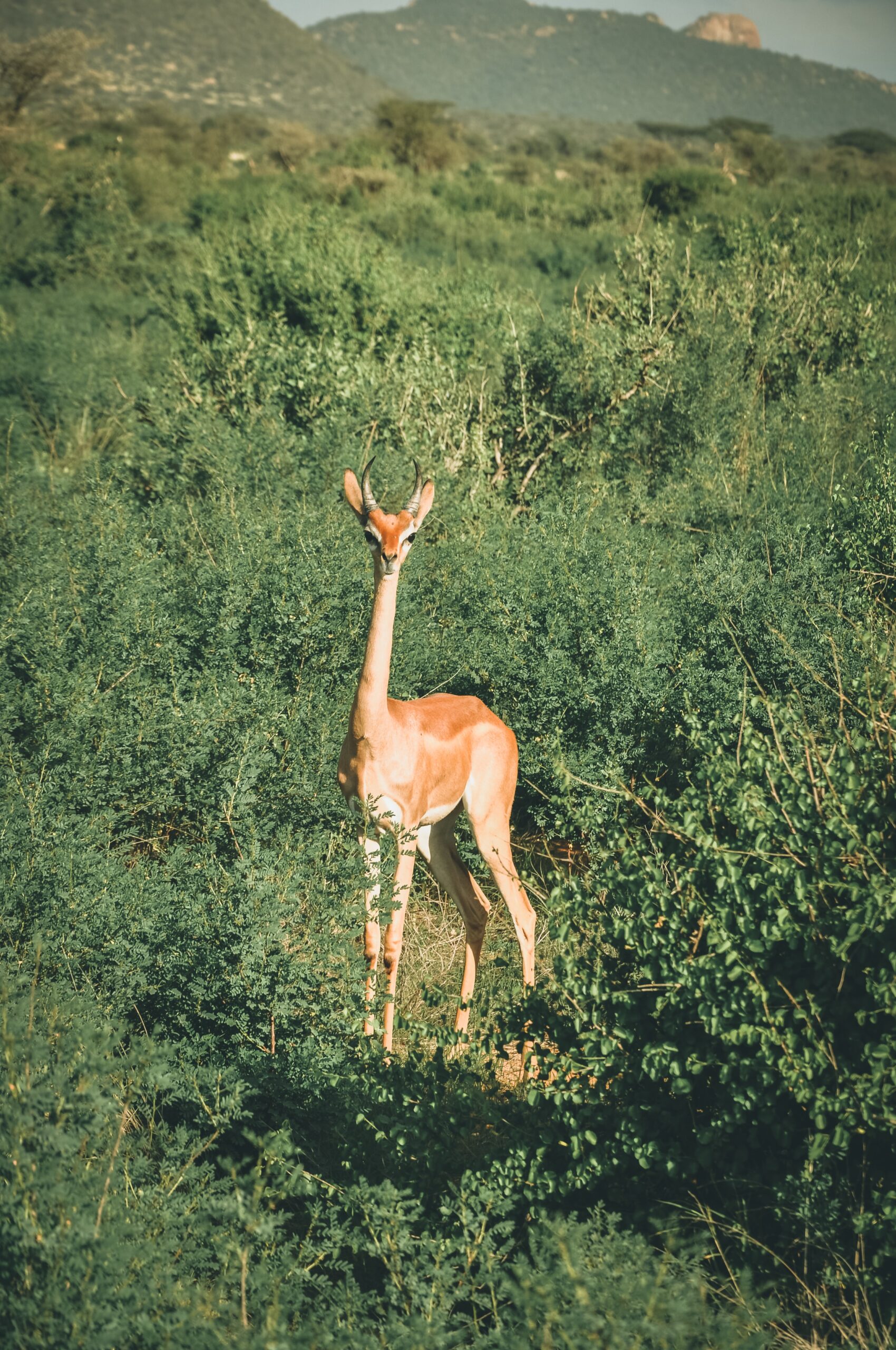 ,Arusha Natinal Park,Biharamuro,Kimisi,Ibanda (117)