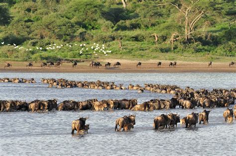 ndutu 1 /nature reveal safari ndutu 1 /nature reveal safari