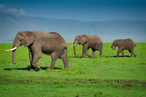 ngoro 9