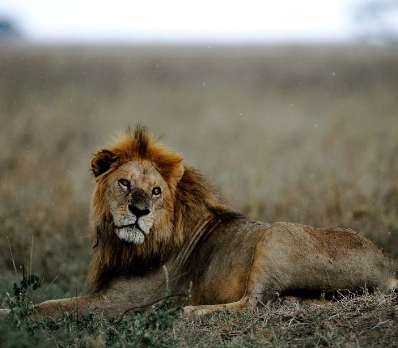 natura -reveal safari-eight-top-safari-destinations-serengeti-national-park-gettyimages-106649890-1