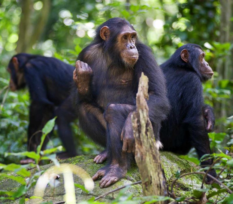 Budget Safari Africa Tanzania