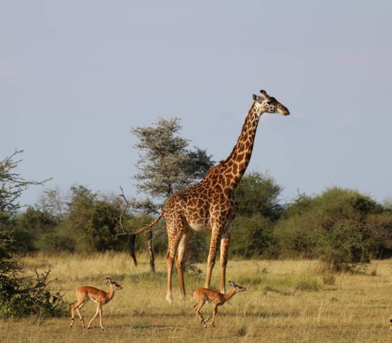 Nature - Africa - Specialist - Trip - Tanzania - Safari
