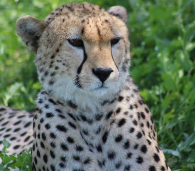 Tanzania Safari Africa