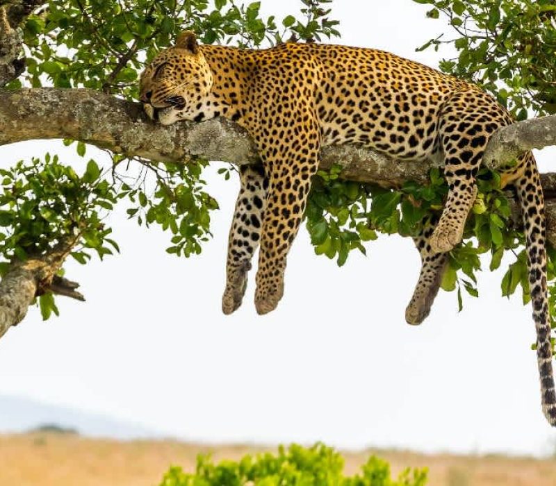 Leopard_asleep_in_the_Serengeti