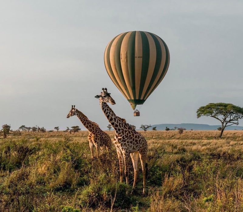 Tanzania Safari Specialist