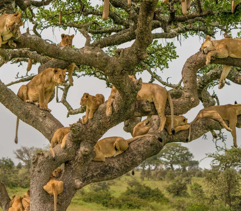 Serengeti Tanzania Safari